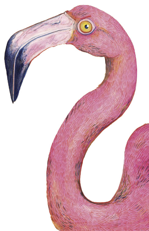 Illustrated flamingo facing left