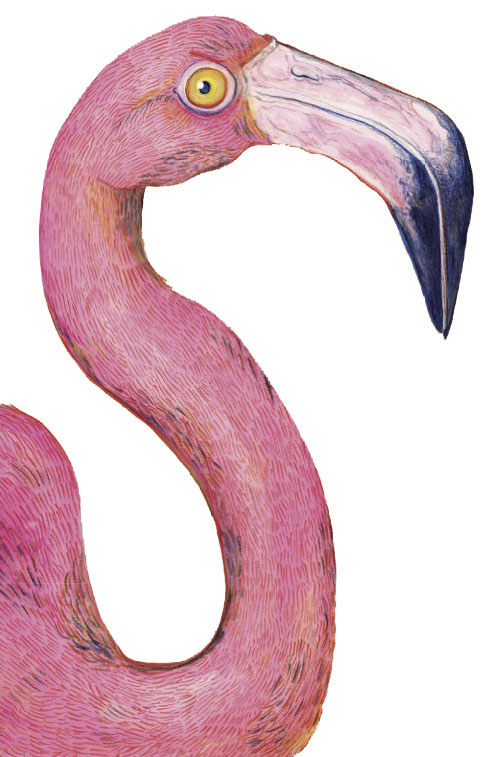 Illustrated flamingo facing right